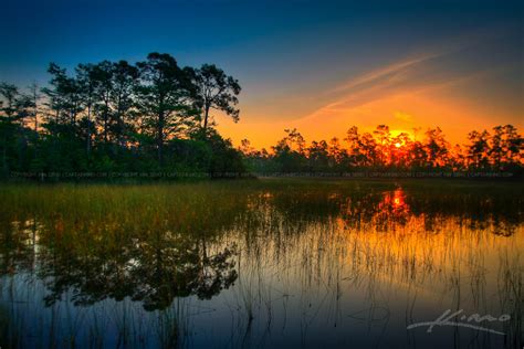 Wetland Slough in Jupiter Florida During Sunrise