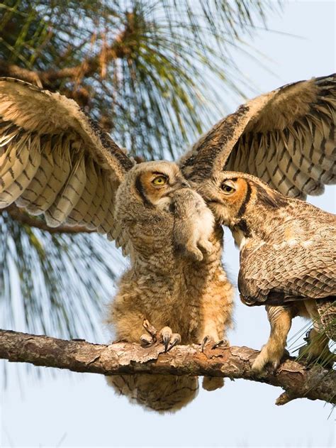 Great Horned Owl Eating