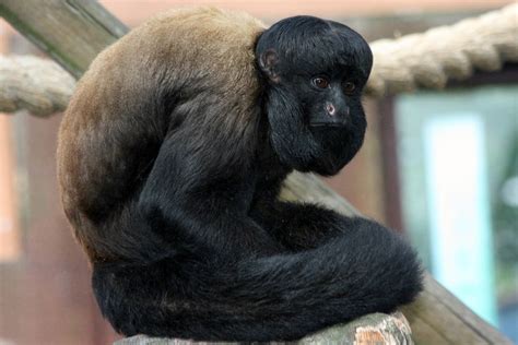 Красный бородатый саки | zoo-ekzo.ru - Экзотические животные