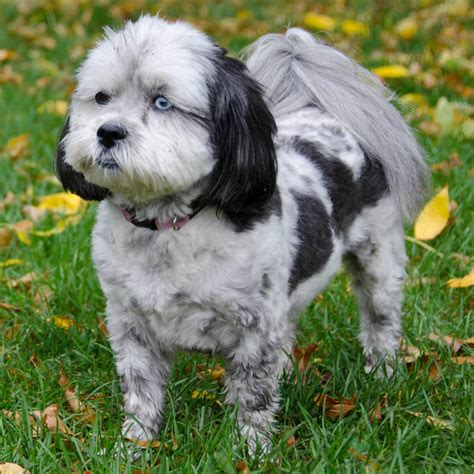 88 Full Grown Shih Tzu Poodle Mix Black L2sanpiero