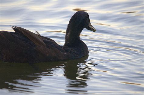 Mallard Duck Silhouette Photograph by Roy Williams - Fine Art America