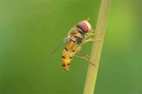 The Handy Lives of Hover Flies