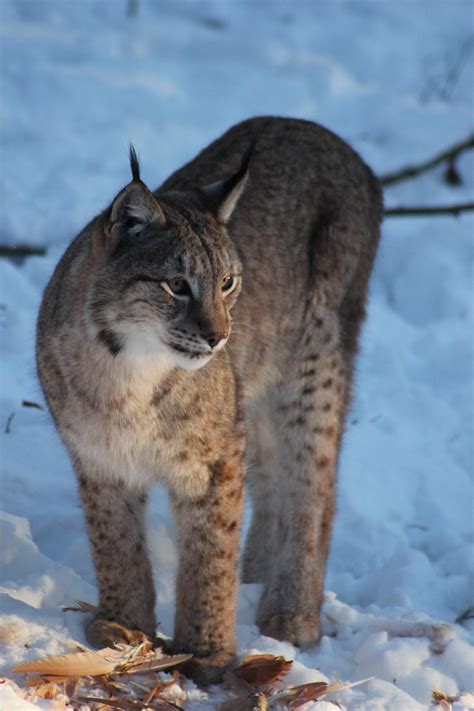 animal lynx mammal  photo  pixabay
