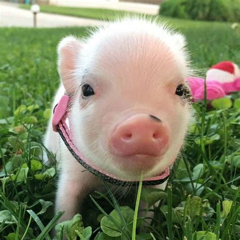 Pin By Pig Planet On Mini Pigs 2 Cute Baby Pigs Cute Animals Baby Pigs