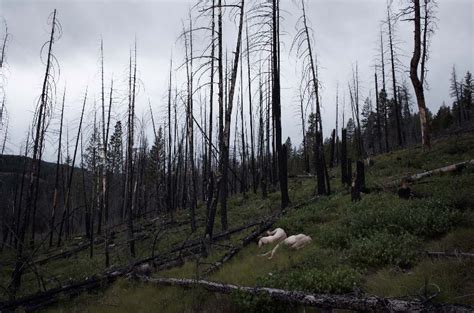 David Ellingsen Naked Artisword