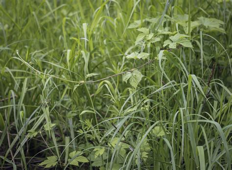 Humulus lupulus - Изображение особи - Плантариум
