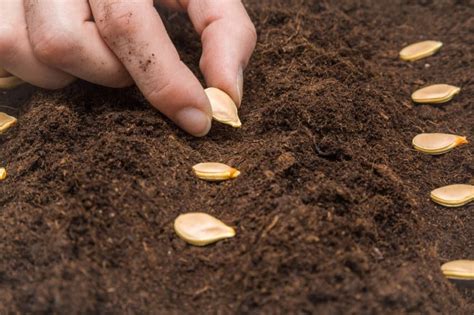 Planting Pumpkin Seeds & Top Tips on How | Growing pumpkins, Planting pumpkins, Grow pumpkins ...