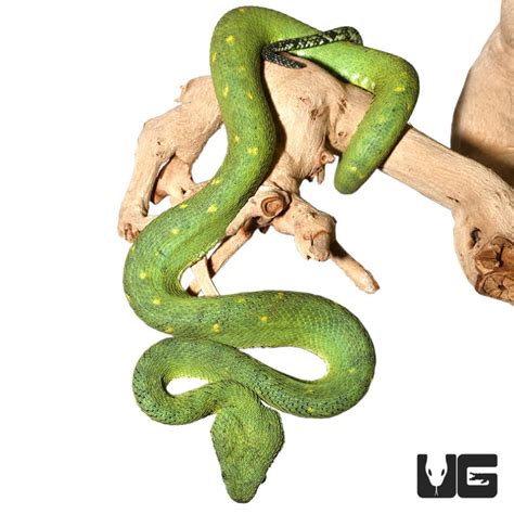 West African Bush Vipers For Sale Underground Reptiles