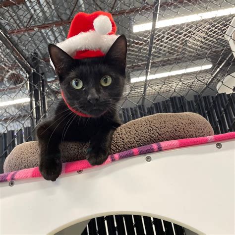 Manatee County Animal Services “Home for the Holidays”: Fee-Waived