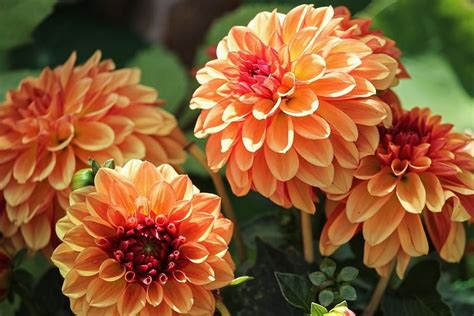 Георгина гарден вондер фото и описание