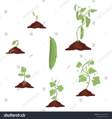 Cucumber Cucumber Sapling Vector Growth Stages Stock Vector (Royalty