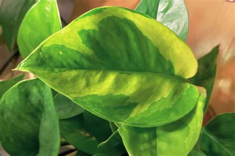 A Guide To Variegated Pothos Care And 13 Types To Grow