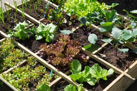 Square Foot Gardening How To Plan Your New Vegetable Garden