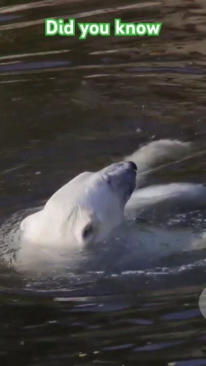 How Polar Bears Evolved To Walk On Ice Youtube