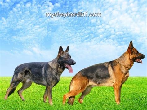 Straight Back German Shepherd Vs Sloped Back Which Is Better