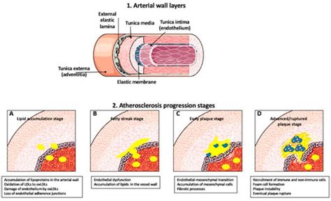 Ijms Free Full Text Macrophage Dendritic Smooth Muscle