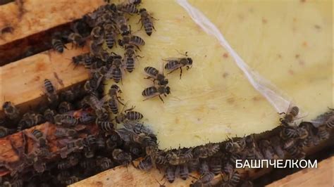 КАНДИ для пчел🐝, гарантируем качество по ГОСТУ! От производителя ...