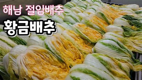 속노란 해남 황금 절임배추 20kg 골드바이오 황금배추 네이버 블로그