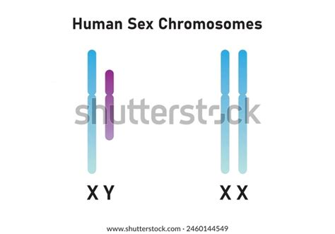Human Sex Chromosomes Gonosomes Scientific Design Stock Vector Royalty Free
