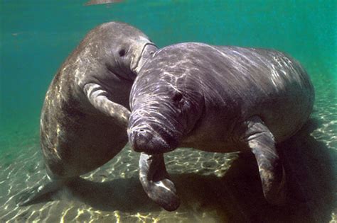 The Jungle Store: Manatees Make Good Mothers