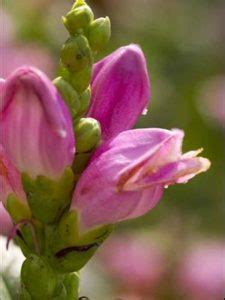 Chelone Lyonii Hot Lips Kiefer Nursery Trees Shrubs Perennials