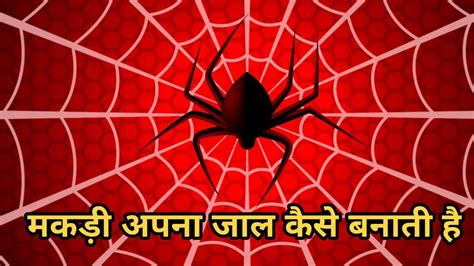 मकड़ी अपना जाल कैसे बनाती है How Spider Makes Web Youtube