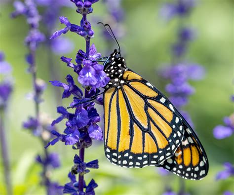 favorite monarch flowers top nectar milkweed plants  butterflies