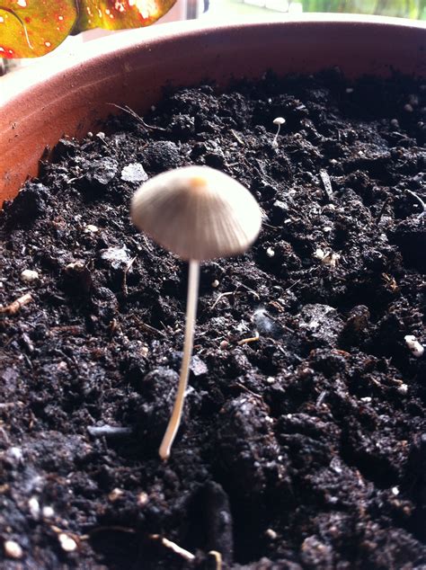 Mushrooms Growing In Flower Pot Soil Could Be A Sign Of Healthy Dirt - RYZE Superfoods