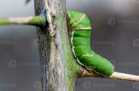 Close up green caterpillar butterfly with on blur background . 32307603 ...