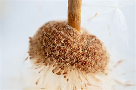 Reed Plant Seed Head Seeds Are Flying Macro White Background Stock ...