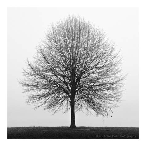 Black and White Photography Tree Photography Print Winter - Etsy