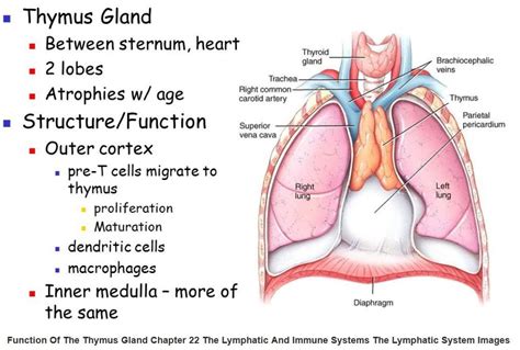 Thymus Gland Anatomy