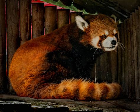 [100+] Red Panda Wallpapers | Wallpapers.com