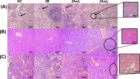 Photomicrographs Of Representative Tissue Sections H E Showing The