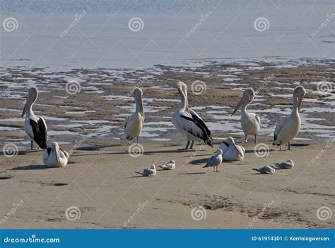 Pelicans And Seagulls Standing And Sitting On Beach In Australia Stock