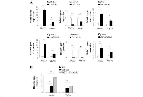 P Mapk Pathway And Expression Level Of Cxs Have An Effect On Hnf A