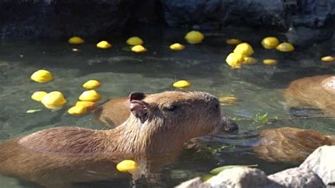 Cute Capybara Enjoying Bath In Yuzu Hot Stock Video Pond
