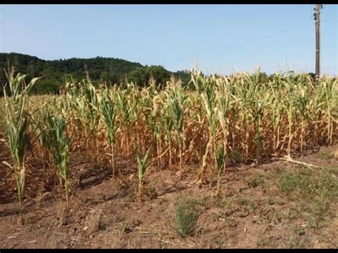 Alto Uruguai Gaúcho é o maior plantador de cevada do Rio Grande do Sul