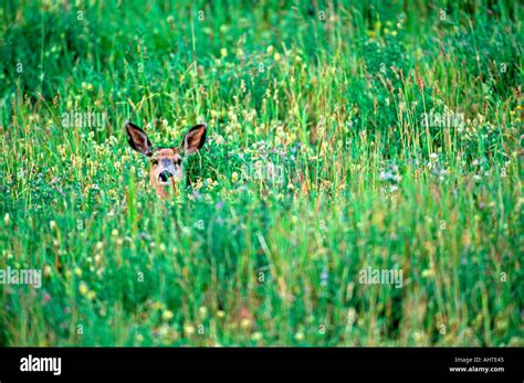 Mule Deer fawn Stock Photo - Alamy