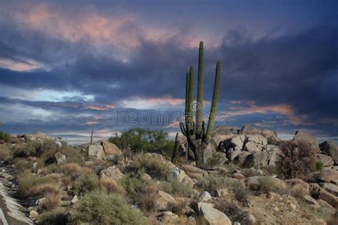 Mexico Baja California Giant Cactus By The Road Stock Image Image