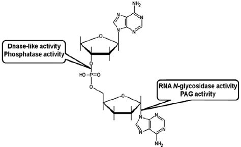 Schematic Representation Of The Action Sites For Rna N Glycosidase Download Scientific Diagram