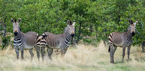 Hartmann S Mountain Zebra Hobatere Concession Namibia Flickr