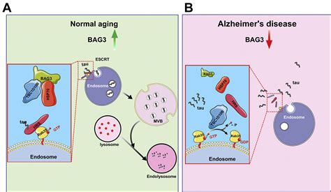 Bag3 Regulation Of Rab35 Mediates The Endosomal Sorting Complexes