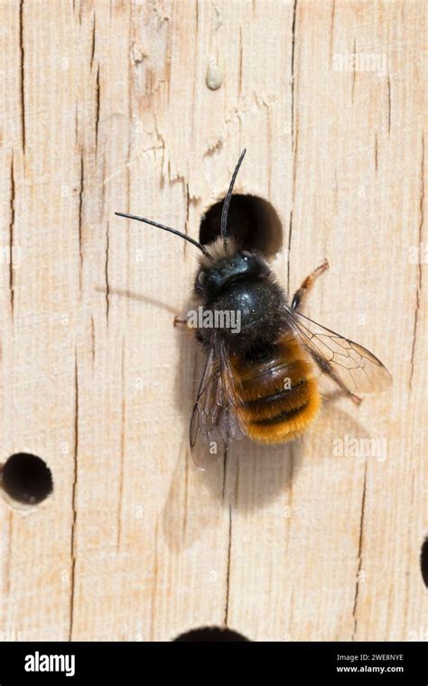 Gehörnte Mauerbiene Männchen Osmia Cornuta European Orchard Bee