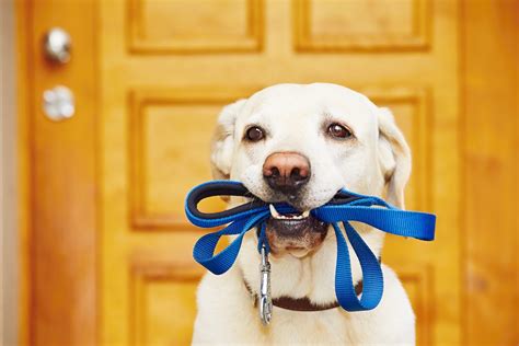 kind  leash     dog animal care center