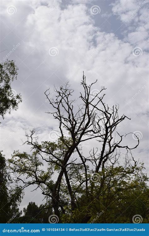 Nude Trees Stock Photo Image Of Leaves Winter Nude