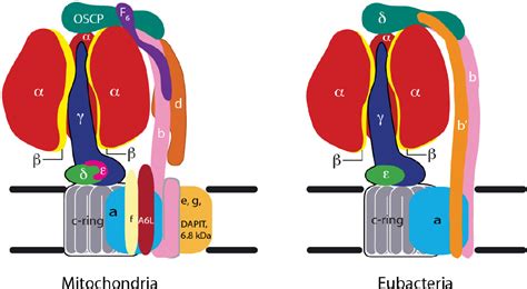 ATP Synthase Structure Function And Inhibition