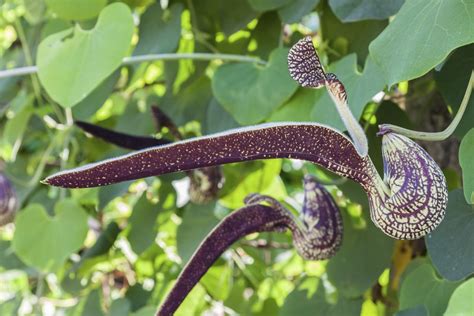 Aristoloche Planter Et Entretenir Ooreka