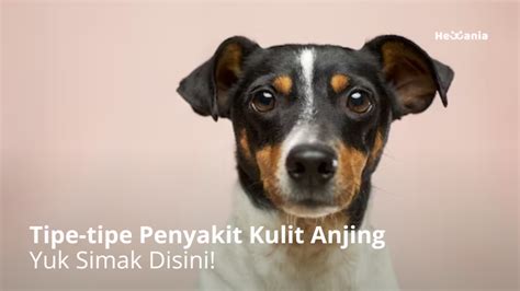 10 Tipe Penyakit Kulit Anjing Ada Reaksi Alergi Hingga Infeksi Hewania