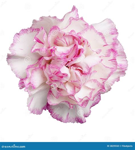 Clavel Rosado-Blanco Foto de archivo - Imagen: 3829550
